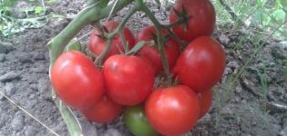 Beschrijving van de tomatenvariëteit Matthias, kenmerken van teelt en verzorging