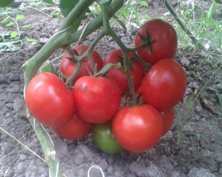 Descripción de la variedad de tomate Matias, características de cultivo y cuidado.