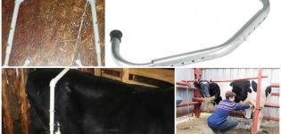 Le dimensioni dell'anti-rottura per mucche e come farlo da soli, allenamento per la mungitura
