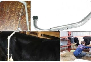 The dimensions of the anti-break for cows and how to do it yourself, accustoming to milking