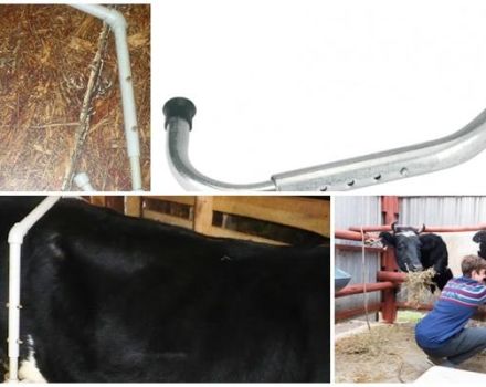 Die Dimensionen des Anti-Break für Kühe und wie man es selbst macht, Training für das Melken