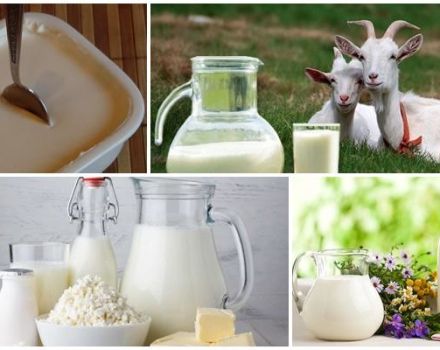Receptes kazas piena skābā krējuma pagatavošanai mājās