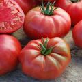 Pomidorų veislės Cukrus dramblys charakteristikos ir aprašymas