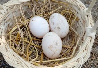 Wie viele Eier können unter das Indoctuka gelegt werden und wird das Gelege anderer Vögel überleben?