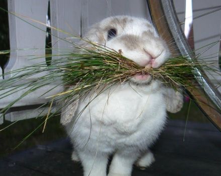 Bir tavşanda kabızlığın nedenleri ve semptomları, tedavi yöntemleri ve önleme