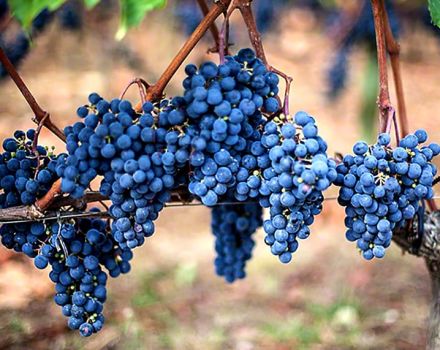 Description and characteristics of Merlot grapes, its advantages and disadvantages