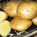 Kartupeļu šķirnes Kolobok apraksts, audzēšanas un kopšanas iezīmes