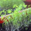 Ako správne pestovať kôpor na parapete v zime doma
