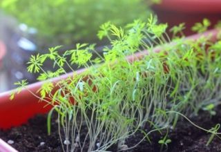 Kaip tinkamai auginti krapus ant palangės žiemą namuose