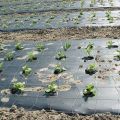 Varieties of covering material for weed control and how to use it correctly