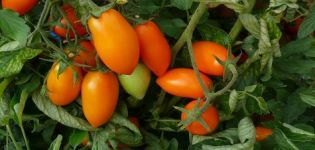 Περιγραφή και χαρακτηριστικά της ποικιλίας ντομάτας Chanterelle
