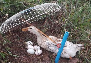 Top 8 ways to catch wild ducks, how to make a trap with your own hands