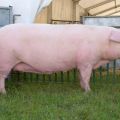 Description and characteristics of Landrace pigs, conditions of detention and breeding