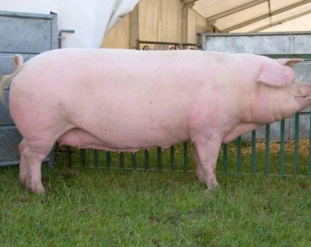 Landrace domuzlarının tanımı ve özellikleri, gözaltı ve üreme koşulları