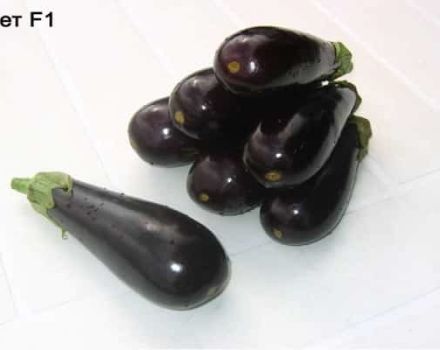 Description and characteristics of eggplant Anet F1, growing and care