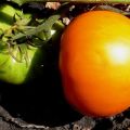 Beschrijving van het tomatenras Graf Orlov, zijn teelt en opbrengst