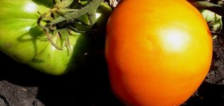Opis sorte rajčice Graf Orlov, njen uzgoj i prinos