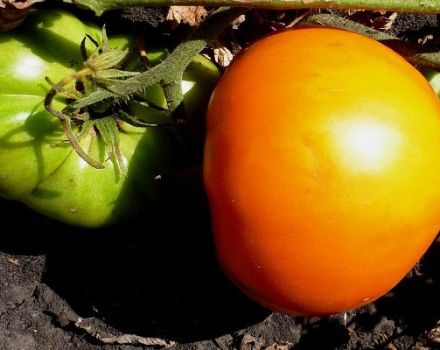 תיאור זן העגבניות גראף אורלוב, גידולו והתנובה