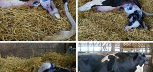 How to prepare for the birth of a cow and adopt a calf, possible complications