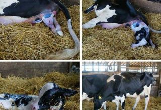 Comment se préparer à la naissance d'une vache et adopter un veau, complications possibles