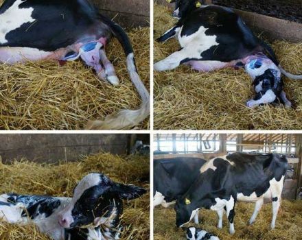 How to prepare for the birth of a cow and adopt a calf, possible complications