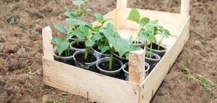 When to plant cucumbers in open ground in 2020 according to the lunar calendar