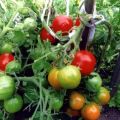 Maskavas agrīnās nogatavināšanas tomātu šķirnes raksturojums un apraksts, tā raža