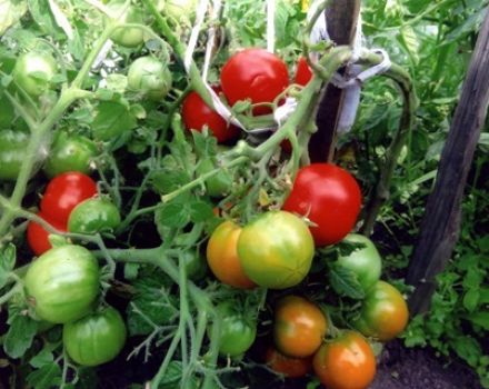 Karakteristika og beskrivelse af den tidlige modning af tomatsorten i Moskva, dens udbytte