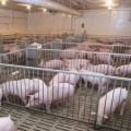 كم عدد الخنازير التي يمكن الاحتفاظ بها في مزرعة فرعية شخصية وقواعد ومتطلبات