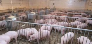 How many pigs can be kept in a personal subsidiary farm, norms and requirements