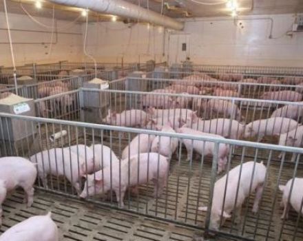 Quants porcs es poden guardar en una explotació, normes i requisits personals d'una filial