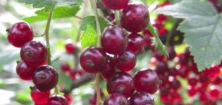Description and characteristics of Viksne currant variety, planting and care rules