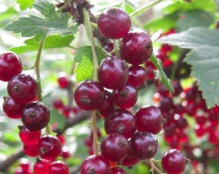 Description and characteristics of Viksne currants, planting and care rules