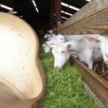 Waar te beginnen als u besluit een geit te hebben voor melk en onderhoudsregels