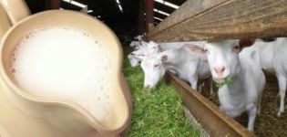 Süt ve bakım kuralları için keçi yemeye karar verirseniz nereden başlamalısınız?