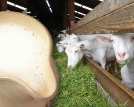 Süt ve bakım kuralları için keçi yemeye karar verirseniz nereden başlamalısınız?