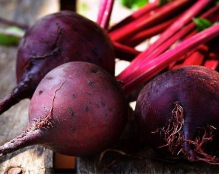 Description of the Detroit beet variety, cultivation features and yield