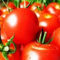 Characteristics and description of the tomato variety Tatyana
