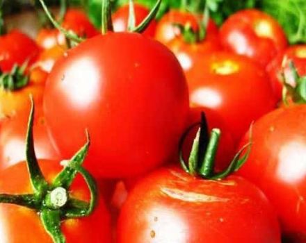 Kenmerken en beschrijving van de tomatenvariëteit Tatyana