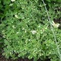 Mô tả về giống dứa bạc hà variegata, đặc điểm trồng và chăm sóc