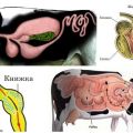 Struktura žaludku u přežvýkavců a rysy trávení, nemoci