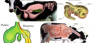 Struktura žaludku u přežvýkavců a rysy trávení, nemoci