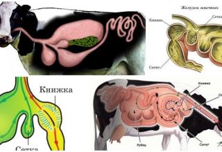 Struktura żołądka u przeżuwaczy i cechy trawienne, choroby