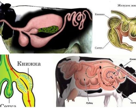 La structure de l'estomac chez les ruminants et les caractéristiques de la digestion, les maladies