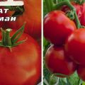 Pomidorų veislės Ataman aprašymas ir jo savybės
