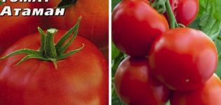 Descripción de la variedad de tomate Ataman y sus características