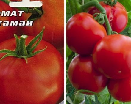 Opis odrody paradajok Ataman a jej vlastnosti