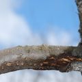 Γιατί ο κορμός της μηλιάς γίνεται μαύρος και τα κλαδιά στεγνώνουν, πώς να θεραπεύσει το δέντρο και τι να κάνει