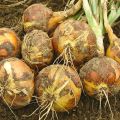 Cuándo cosechar cebollas en la región de la Tierra Negra, las regiones de Voronezh y Belgorod, el momento adecuado