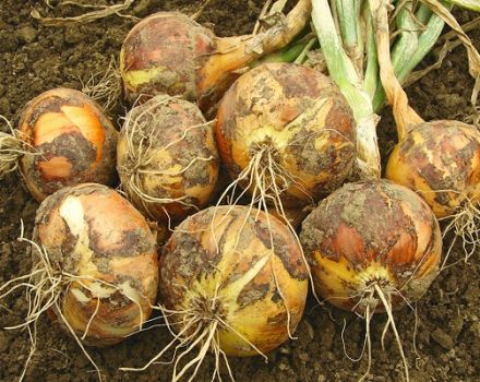 Kada derliaus nuimti svogūnus Juodosios Žemės, Voronežo ir Belgorodo regionuose, tinkamas laikas